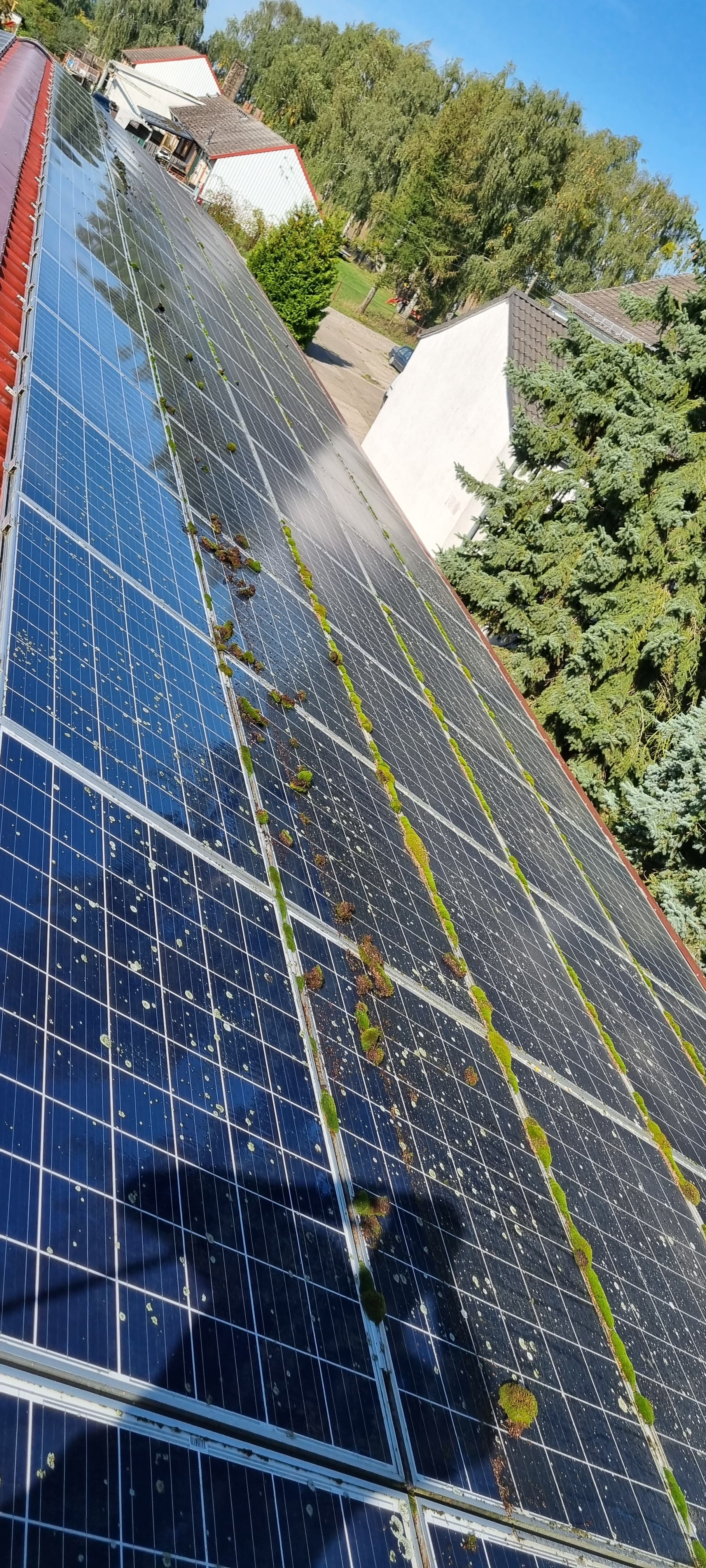 Flechten- & Moosentfernung