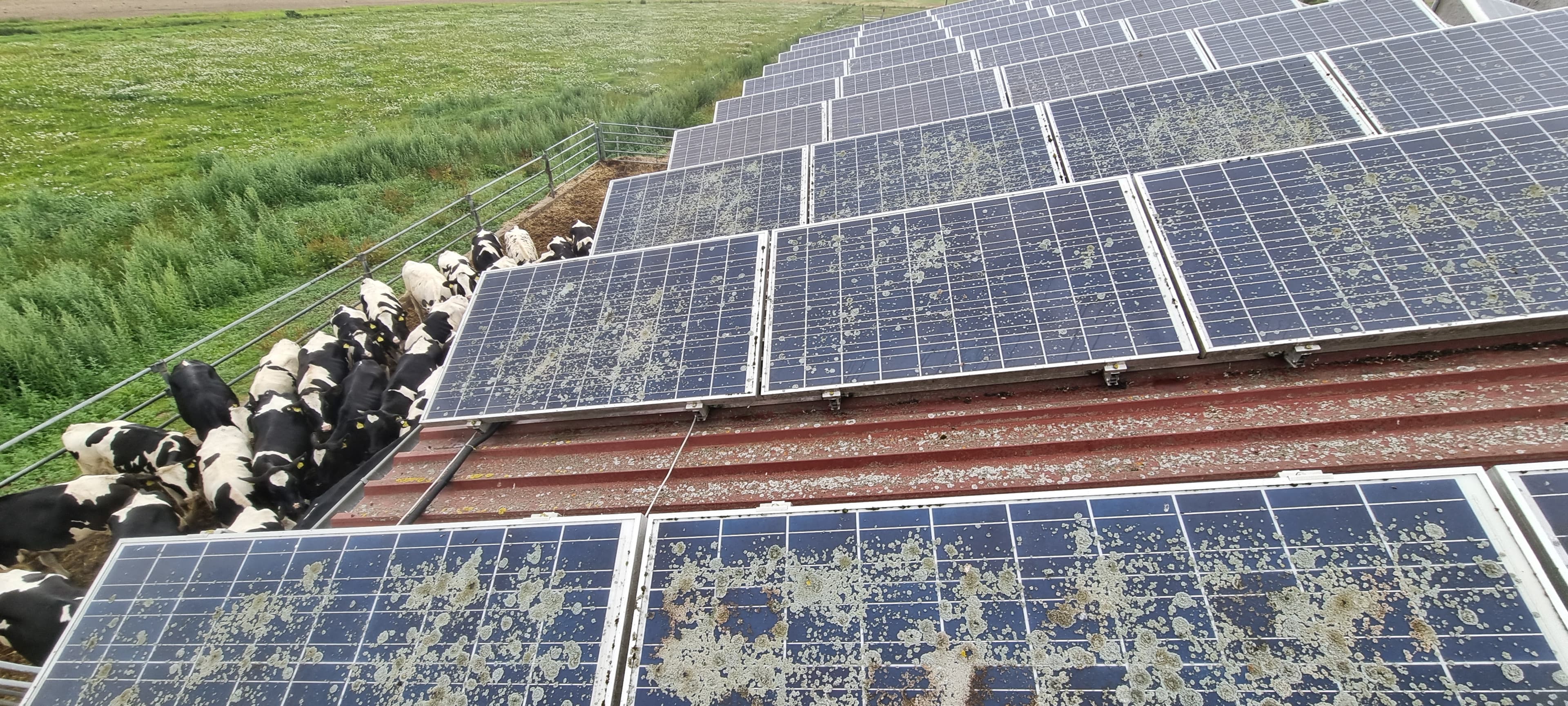 Reinigung in Anklam - vorher